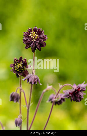 Columbine, Aquilegia vulgaris hybrid 'Black Barlow' Stock Photo