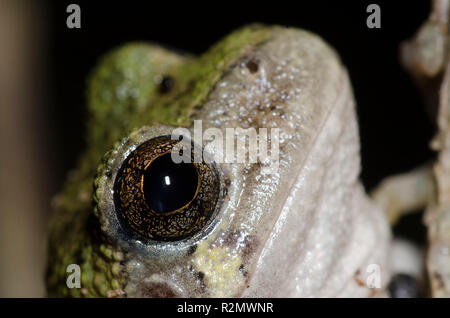 Cope's Gray Tree Frog, Hyla chrysoscelis Stock Photo