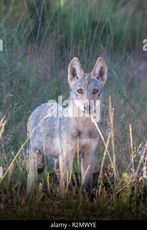 Wolf pup in the wildness Stock Photo