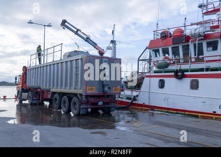 Baltimore, West Cork, Ireland, November 20th 2018. This huge catch of Horse Mackerel of over 4 lorry loads was being unloaded at Baltimore Quay today, the catch is pumped ashore onto lorries. The fresh fish will then be transported up to Killybegs to be processed before shipping on to the Japanese market.    Credit: aphperspective/Alamy Live News Stock Photo
