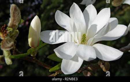 magnolia loebneri donna Stock Photo