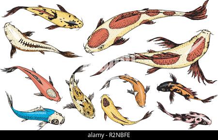 Set of Koi carps, japanese fish. colored korean animals. Sea creature. Engraved hand drawn line art Vintage tattoo monochrome sketch. Stock Vector