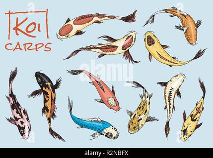 Set of Koi carps, japanese fish. colored korean animals. Sea creature. Engraved hand drawn line art Vintage tattoo monochrome sketch. Stock Vector