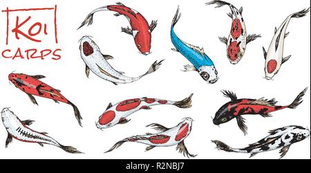 Set of Koi carps, japanese fish on white background. colored korean animals. Sea creature. Engraved hand drawn. Vintage tattoo monochrome sketch. Stock Vector
