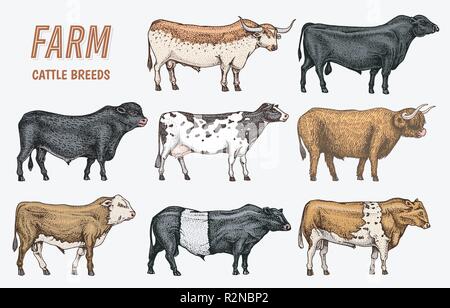 Farm cattle bulls and cows. Vintage cards. Different breeds of domestic ...