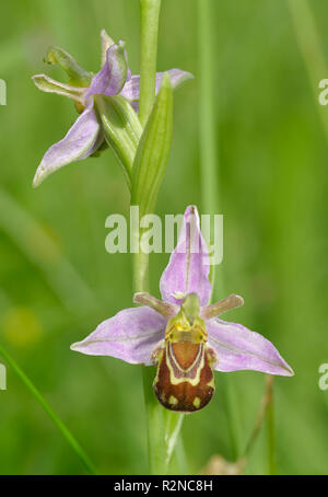 Bee Orchid - Ophrys Apifera Two flowers Stock Photo