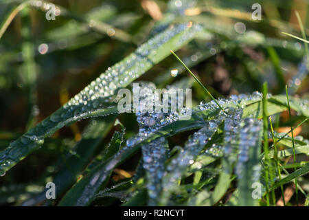 Water droplets forming in long grass in the morning Stock Photo