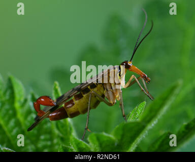 skorpionsfliege Stock Photo