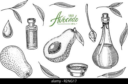Tropical avocado. Set of evergreen fruit plant. Organic oil in the bottle. leaves and branches, leaf and half seeds. Isolated Vector hand drawn. Vintage template for design. Engraved monochrome sketch Stock Vector