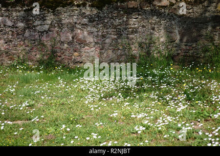 A rustic wall of staggered and broken stones on a meadow of dandelions and daisies, Stock Photo