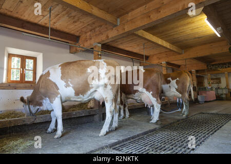 Cows in the Piesenhauser alp, Chiemgau Alps, Marquartstein, Chiemgau, Upper Bavaria, Southern Germany, Germany, Europe Stock Photo