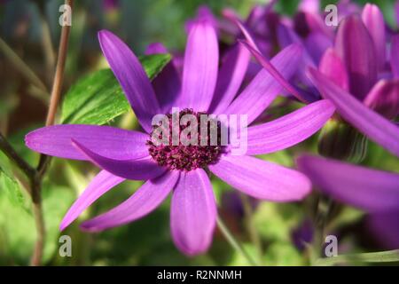 senetti in light Stock Photo