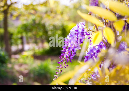 Wisteria flowers are blooming in sunset garden. Beautiful wisteria trellis blossom in spring. Chinese and Japanese park. Springtime blooming floral Stock Photo