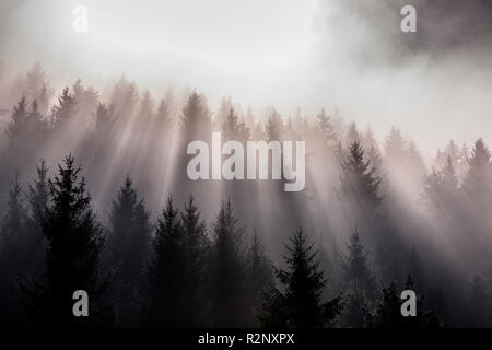 Fog divided by sun rays. Misty morning view in wet mountain area. Stock Photo