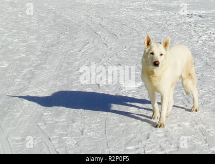 nanuk in the snow Stock Photo