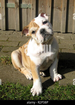 english bulldog old type Stock Photo