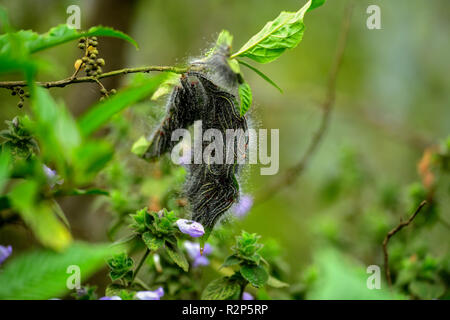 A colony of hairy caterpillars on a leaf in its natural habitat Stock Photo