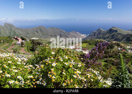 View of mountains and sea, Anaga Mountains, Tenerife, chamomile flowers in the foreground Stock Photo