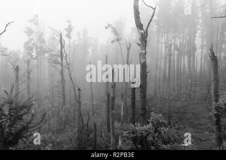 Mystical monochrome cloud forest, trees without tops Stock Photo