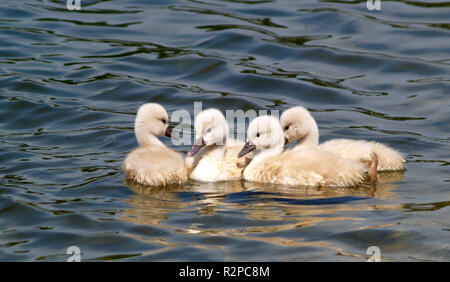 all my little ducklings [children's song... Stock Photo