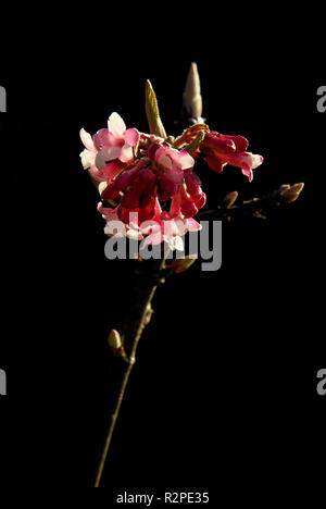 winter snowball - viburnum bodnant 02 Stock Photo