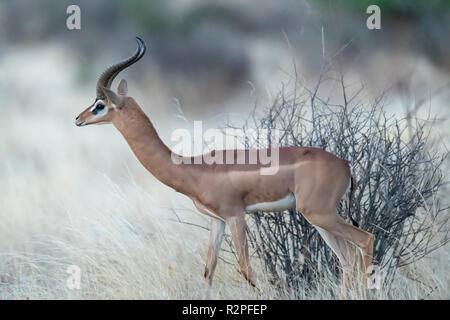 A Gerenuk (Litocranius walleri) standing on its hind legs feeding on ...