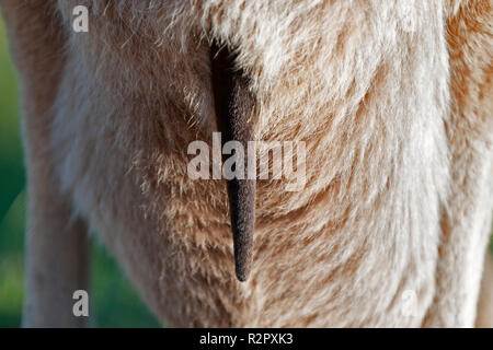 close up of female western grey kangaroo pouch with joey tail sticking out avon valley western australia Stock Photo