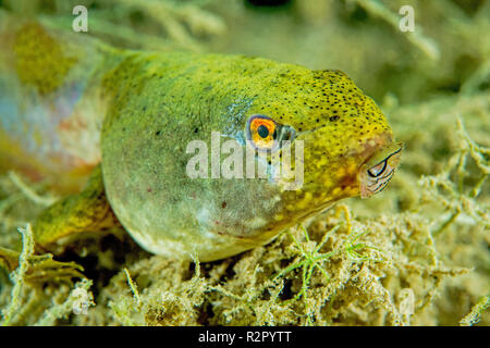 Bullfrog tadpole in a flooded gravel pit, Baden-Württemberg, Germany Stock Photo