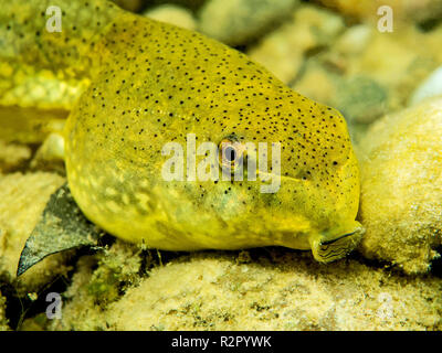 Bullfrog tadpole in a flooded gravel pit, Baden-Württemberg, Germany Stock Photo