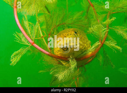 Bullfrog tadpole in a flooded gravel pit, Baden-Württemberg, Germany Stock Photo