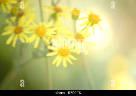 Yellow camomile flowers, contre-jour, blurred, Stock Photo