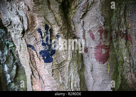 Close-up of two colour handprints on the gnarled bark of an old tree Stock Photo