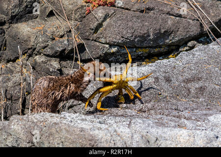 North American River Otter  fighting with a crab along a shoreline in Broughton Archipelago Provincial Marine Park, First Nations Territory, British Columbia, Canada