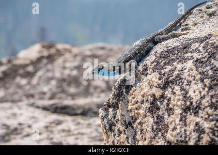 Blue bellied lizard (Sceloporus occidentalis) resting on a granite rock, Yosemite National Park, California Stock Photo