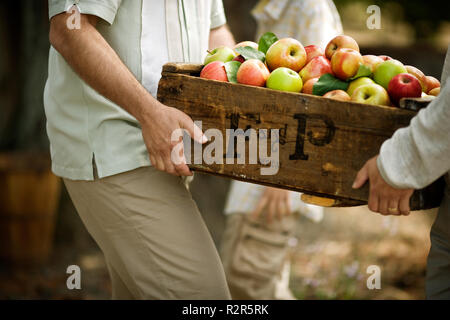 Unrecognizable people carrying a box of freshly picked apples. Stock Photo