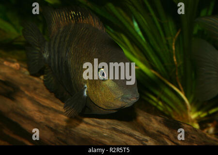 black cichlid (cryptoheros spilurus) Stock Photo