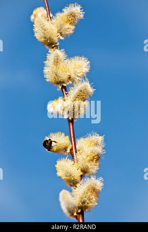 bumblebee on a kitten Stock Photo