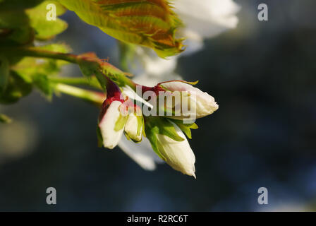 Stock Photo