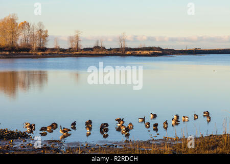 Canada Geese on the mudflats of the Fraser River estuary at low tide Stock Photo