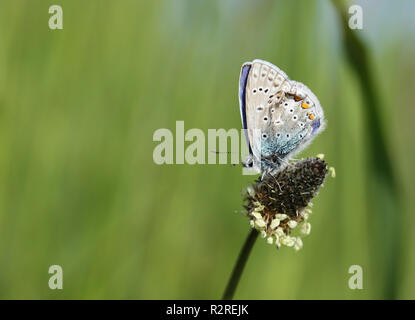 butterfly Stock Photo