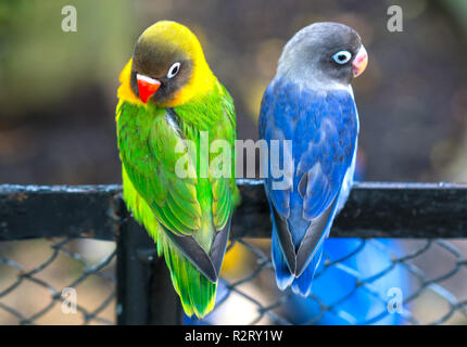 Lovebird parrots sitting together. This birds lives in the forest and is domesticated to domestic animals Stock Photo
