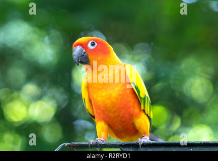 The colorful parrot is relaxing on the fence. This lovebird lives in the forest and is domesticated to domestic animals