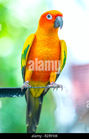 The colorful parrot is relaxing on the fence. This lovebird lives in the forest and is domesticated to domestic animals