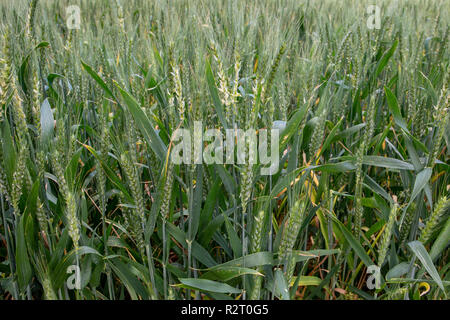 Barley growing in a rural field in Canterbury, New Zealand Stock Photo