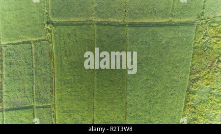 Aerial view of rice field in Tang Province, South of Thailand Stock Photo