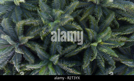 Aerial palm tree plantation in South of Thailand Stock Photo