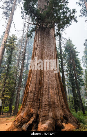 Giant Sequoia tree in Mariposa Grove, Yosemite National Park, California; smoke from Ferguson Fire visible in the air; Stock Photo