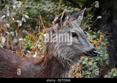 Close up portrait of a Sambar (Rusa unicolour) deer in natural forest habitat. Adult female stands highlighted in sunshine, against blurred background Stock Photo