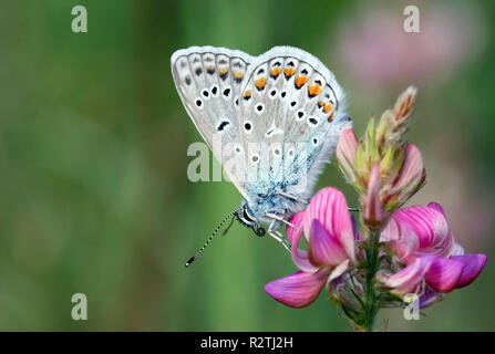 butterfly Stock Photo