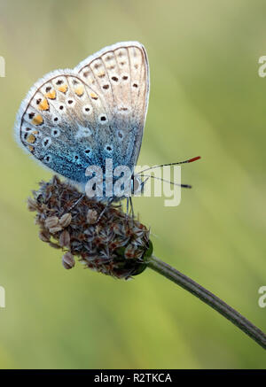 butterfly Stock Photo